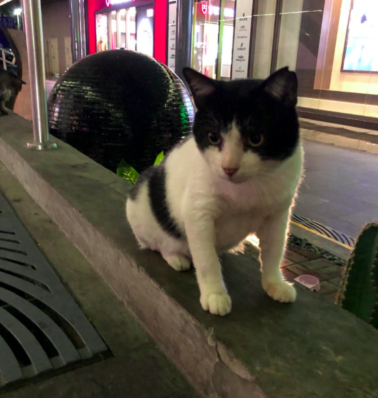 Oreo