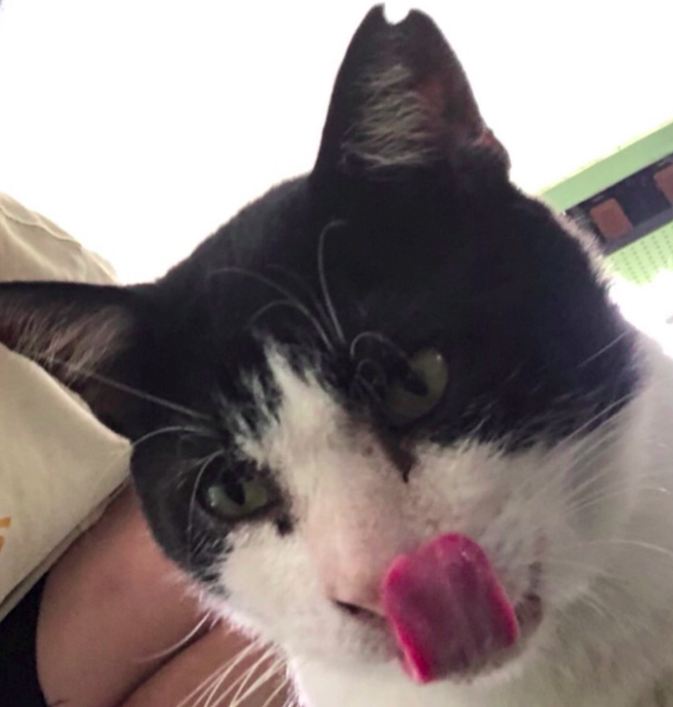 Oreo